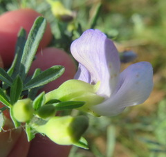 Psoralea axillaris