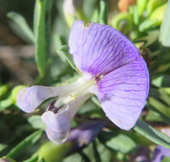 Psoralea axillaris