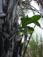 Catasetum fimbriatum
