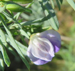 Psoralea axillaris