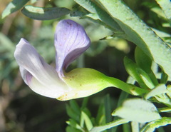 Psoralea axillaris