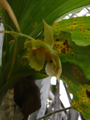 Catasetum fimbriatum