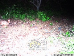 Sylvilagus cunicularius insolitus