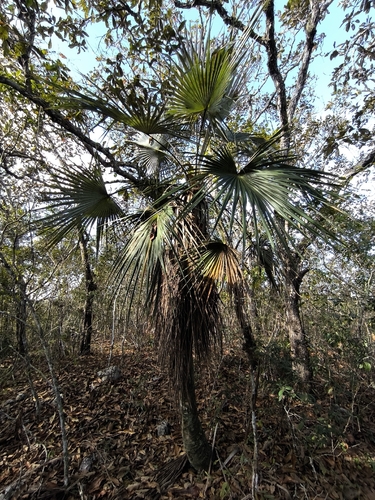 Brahea calcarea