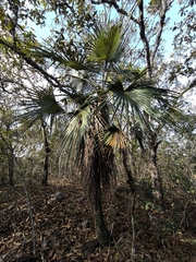 Brahea calcarea