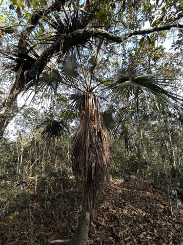 Brahea calcarea, photograph 3