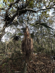 Brahea calcarea, photograph (c) Matteo Cassella, some rights reserved (CC BY-SA)