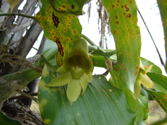 Catasetum fimbriatum