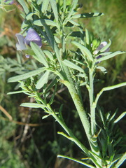 Psoralea axillaris