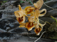 Catasetum fimbriatum