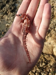 Hippocampus guttulatus