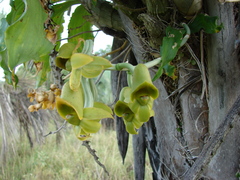 Catasetum fimbriatum
