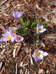 Crocus atticus