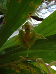 Catasetum fimbriatum