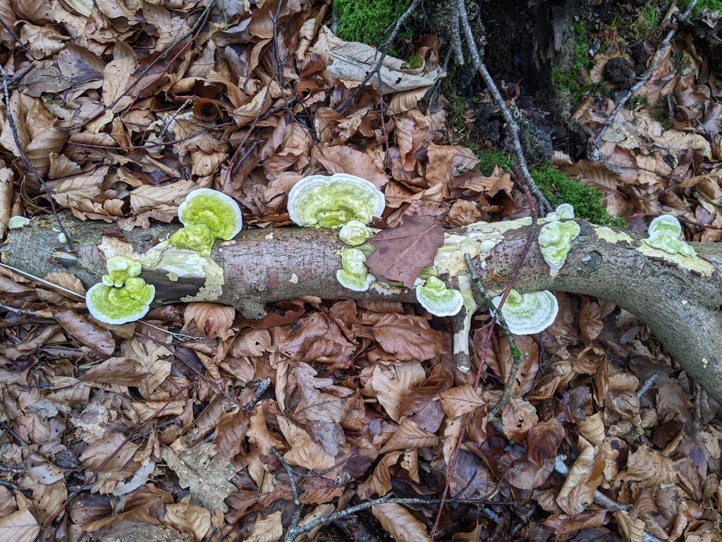Trametes gibbosa · February 2026 · photo: © phil53293 (iNaturalist, cc-by)