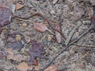 Black-headed Snake