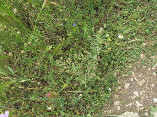 Glandular plantain (Plantago afra)
