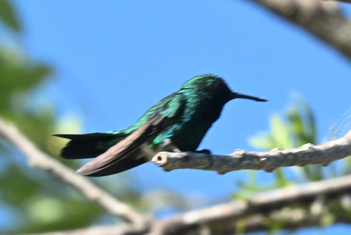 Garden Emerald (Chlorostilbon assimilis), photo 2
