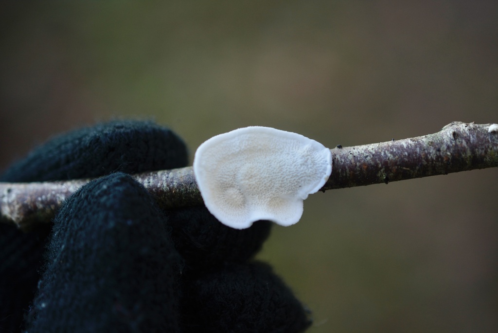 Byssomerulius corium · February 2026 · photo: © cryptomarasmius (iNaturalist, cc-by)