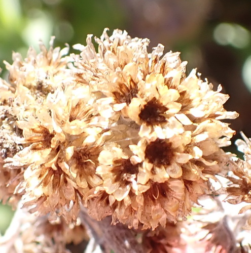 Kooigoed Everlasting (Helichrysum odoratissimum)