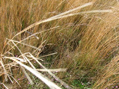 Andropogon lateralis