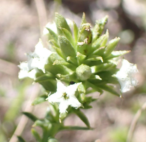 Pretty Rootthug (Thesium sonderianum)