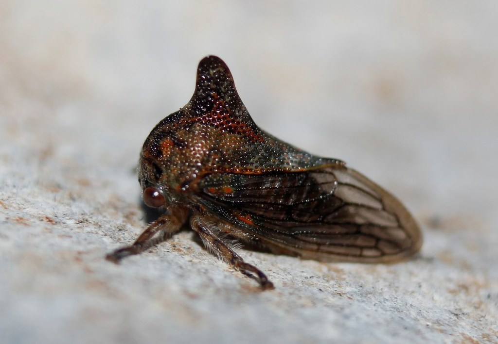 Platycotis tuberculata
