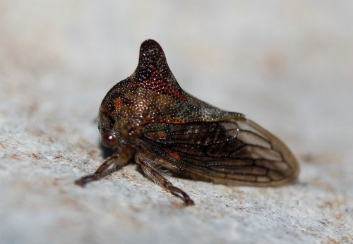 Platycotis tuberculata