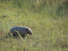 Euphractus sexcinctus