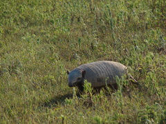 Euphractus sexcinctus