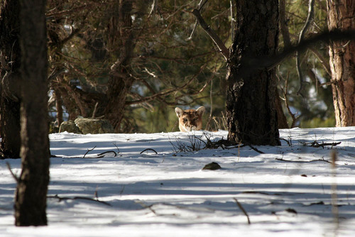 North American Mountain Lion photographed in Colorado