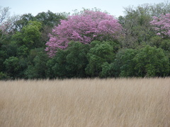 Handroanthus heptaphyllus