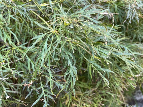 Japanese maple