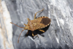 Anasa maculipes