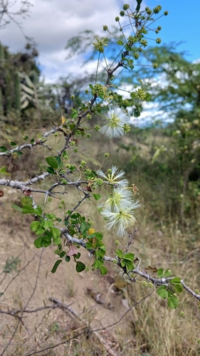 Pithecellobium circinale (Pithecellobium circinale)