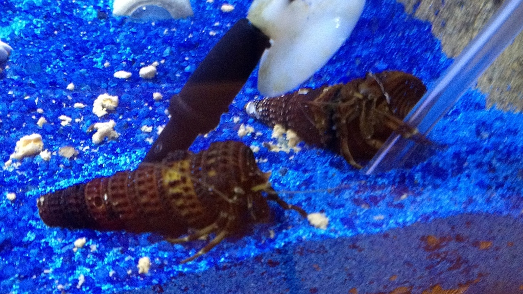 Clibanarius fonticola