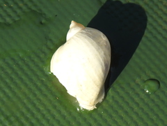 Ampullaceana balthica