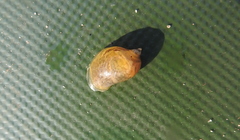 Ampullaceana balthica
