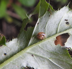 Fruticicola fruticum