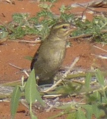 Ploceus sakalava