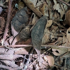 (c) Thomaz Ricardo Favreto Sinani, some rights reserved (CC BY) Apuleia leiocarpa, photograph (c) Thomaz Ricardo Favreto Sinani, some rights reserved (CC BY)
