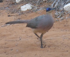 Coua ruficeps olivaceiceps