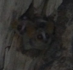Microcebus murinus