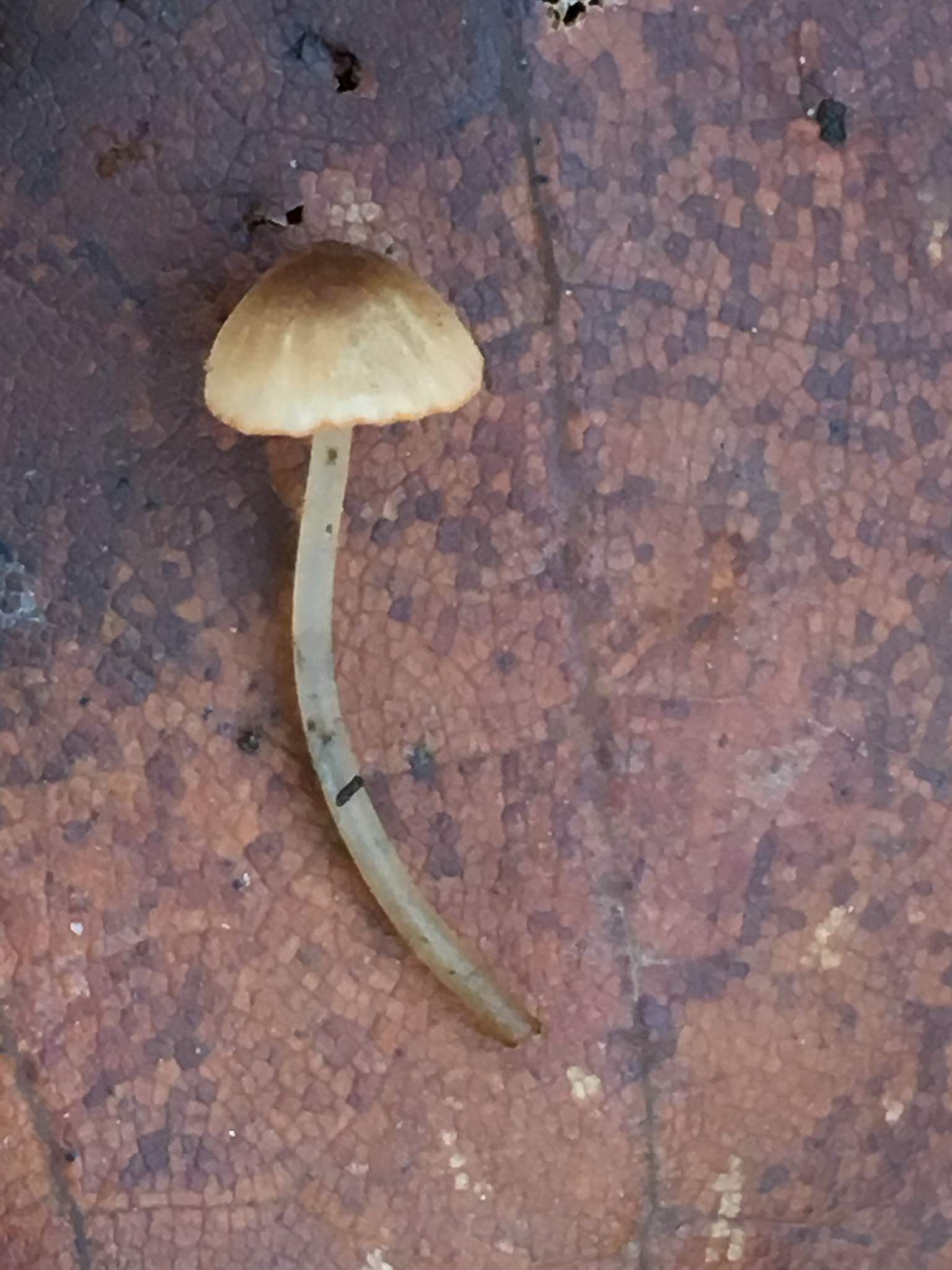 Mycena californiensis image