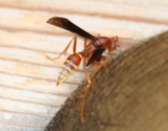 Polistes mexicanus