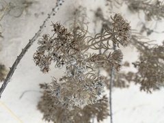 Nama carnosa