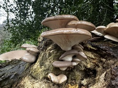 Oyster Mushroom
