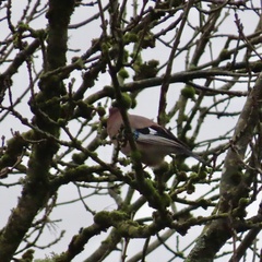Eurasian Jay