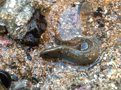 Cebidichthys violaceus