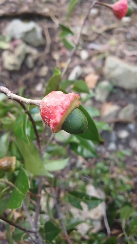 Pepperleaf sweetwood (Licaria triandra)
